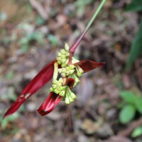 Heliconia psittacorum L.f.